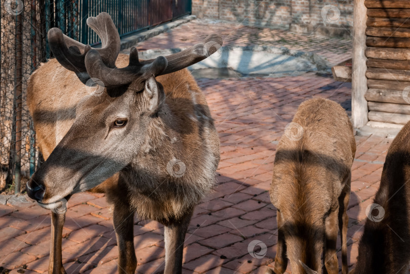 Скачать Величественный олень в зоопарке на фоне деревенского пейзажа фотосток Ozero