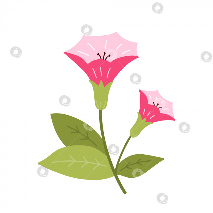 Скачать Милый розовый лунный цветок с листьями, выделенными на белом фоне. Векторная иллюстрация в плоском стиле, нарисованном от руки. Идеально подходит для открыток, логотипов, украшений, весенних и летних дизайнов. Ботанический клипарт. фотосток Ozero