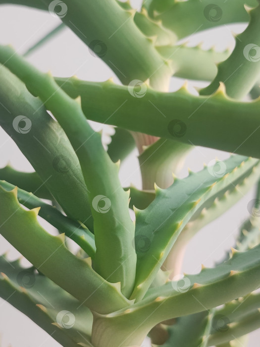 Скачать Растение Алоэ в горшке. An Aloe plant in a pot фотосток Ozero