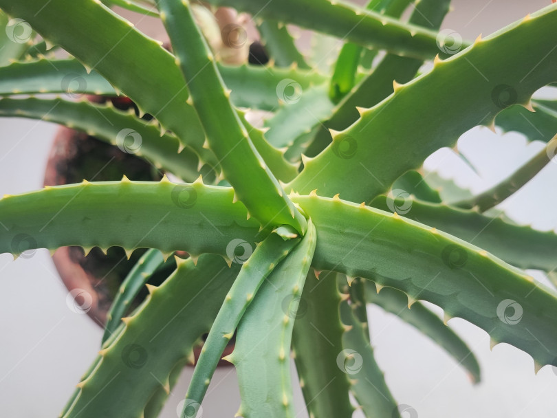 Скачать Растение Алоэ в горшке. An Aloe plant in a pot фотосток Ozero