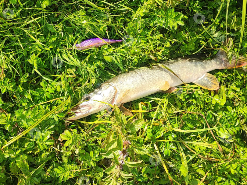 Скачать Щука и уловистый воблер. Щука и уловистый воблер. фотосток Ozero