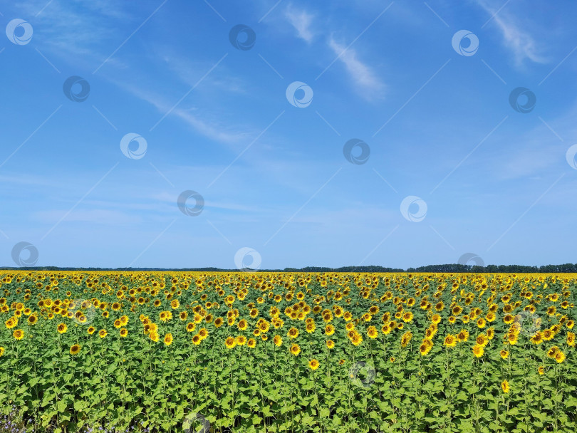 Скачать Поле, подсолнухи на фоне голубого неба. Поле, подсолнухи на фоне голубого неба. фотосток Ozero