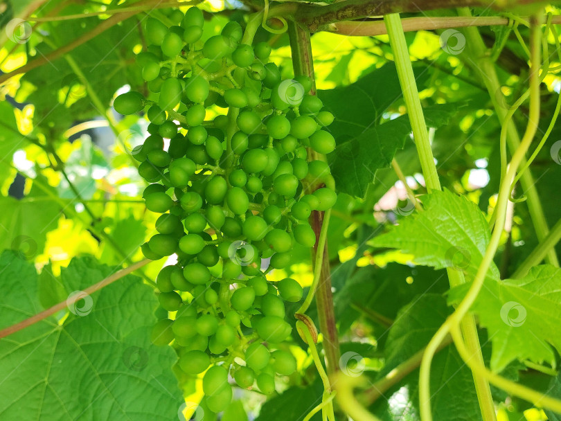 Скачать Кисточка неспелого винограда. A bunch of unripe grapes. фотосток Ozero