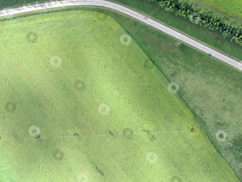 Скачать Поле подсолнечника, вид с квадрокоптера, круги вокруг столбов. Алтайский край. Россия. Sunflower field, view from a quadcopter, circles around pillars. Altai Territory. Russia. фотосток Ozero