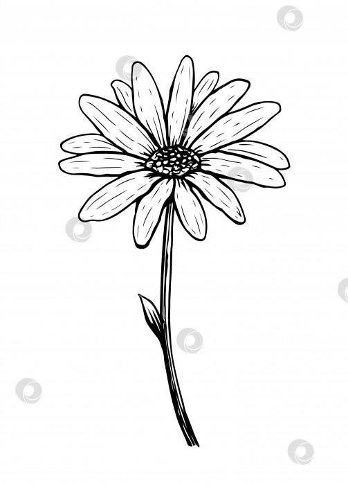 Скачать Нарисуйте цветок маргаритки, изолированный на белом фоне фотосток Ozero