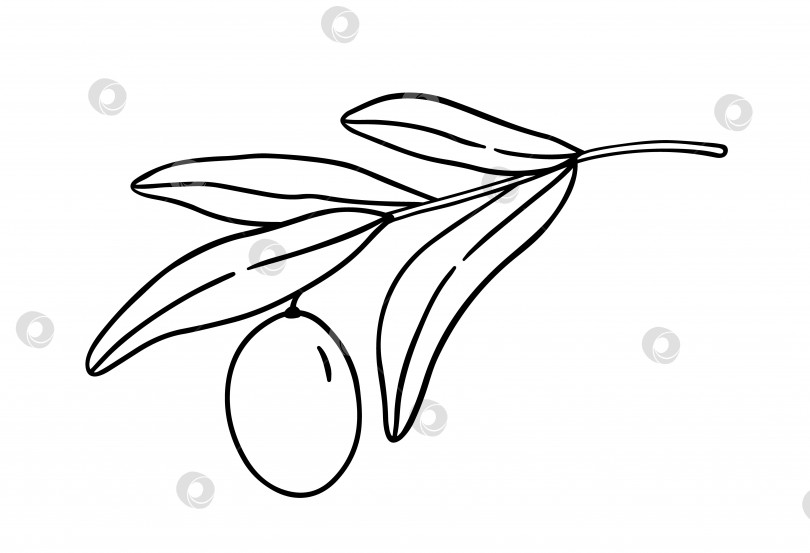 Скачать Очертите оливковую ветвь с листьями, выделенными на белом фоне фотосток Ozero