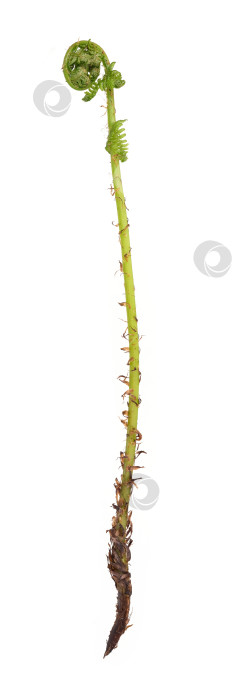 Скачать Молодой распускающийся папоротник fiddlehead, выделенный на белом фоне, готовое к вырезанию изображение в высоком разрешении фотосток Ozero