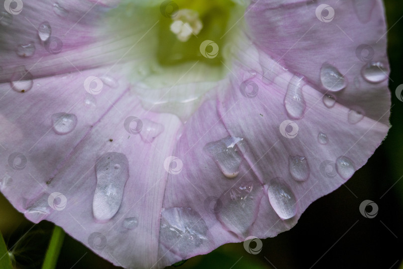 Скачать цветок ипомеи в каплях воды фотосток Ozero
