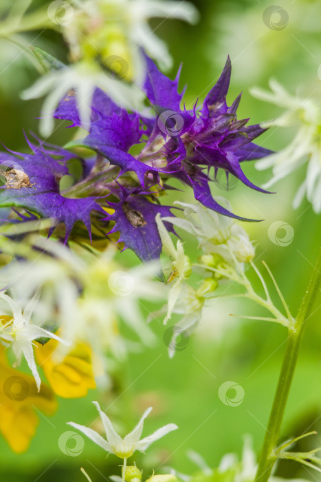 Скачать Цветы в природе фотосток Ozero