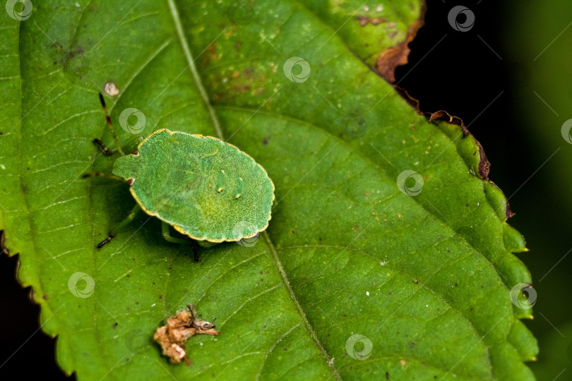Скачать клоп на листе фотосток Ozero