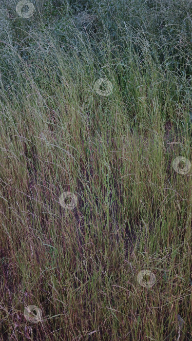 Скачать Высокая трава фотосток Ozero