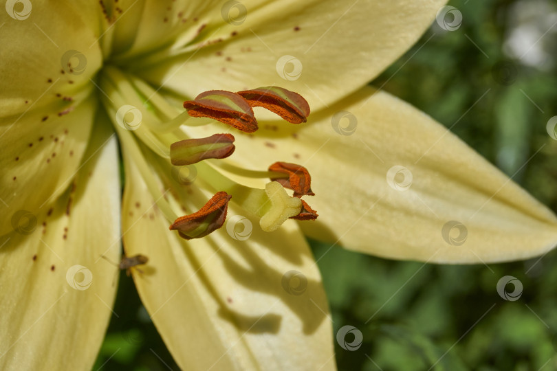 Скачать Лилия (лат. Lilium) цветет в саду. фотосток Ozero
