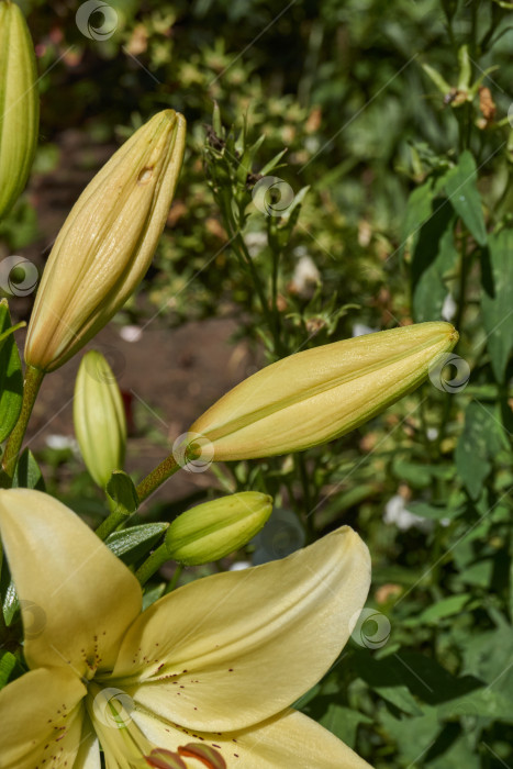 Скачать Лилия (лат. Lilium) цветет в саду. фотосток Ozero