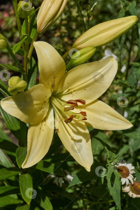 Скачать Лилия (лат. Lilium) цветет в саду. фотосток Ozero