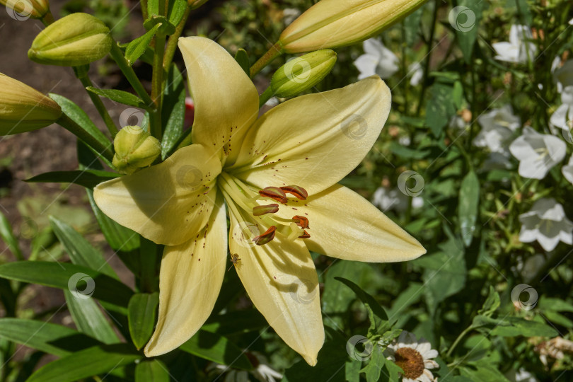 Скачать Лилия (лат. Lilium) цветет в саду. фотосток Ozero