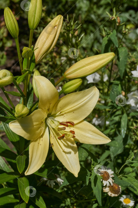 Скачать Лилия (лат. Lilium) цветет в саду. фотосток Ozero