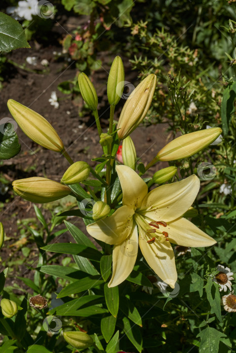 Скачать Лилия (лат. Lilium) цветет в саду. фотосток Ozero