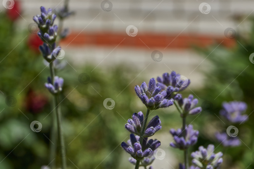 Скачать Лаванда (лат. Lavandula) цветет в саду. фотосток Ozero