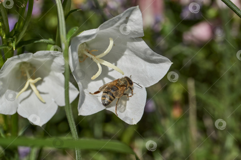 Скачать Колокольчик (лат. Campanula) цветет в саду. фотосток Ozero
