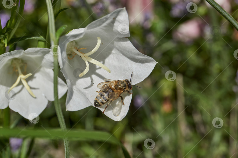 Скачать Колокольчик (лат. Campanula) цветет в саду. фотосток Ozero