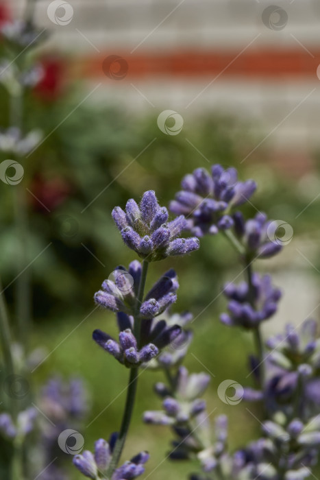 Скачать Лаванда (лат. Lavandula) цветет в саду. фотосток Ozero