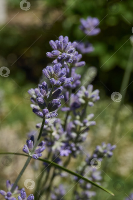 Скачать Лаванда (лат. Lavandula) цветет в саду. фотосток Ozero