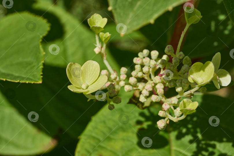 Скачать Распускаются соцветия гортензии (лат. Hydrangea). фотосток Ozero