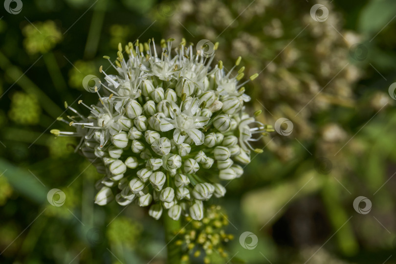 Скачать Соцветие лука репчатого (лат. Allium cepa) на садовом участке. фотосток Ozero