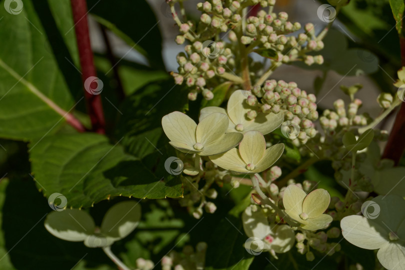 Скачать Распускаются соцветия гортензии (лат. Hydrangea). фотосток Ozero