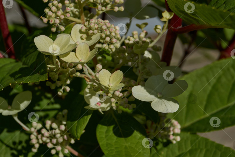 Скачать Распускаются соцветия гортензии (лат. Hydrangea). фотосток Ozero