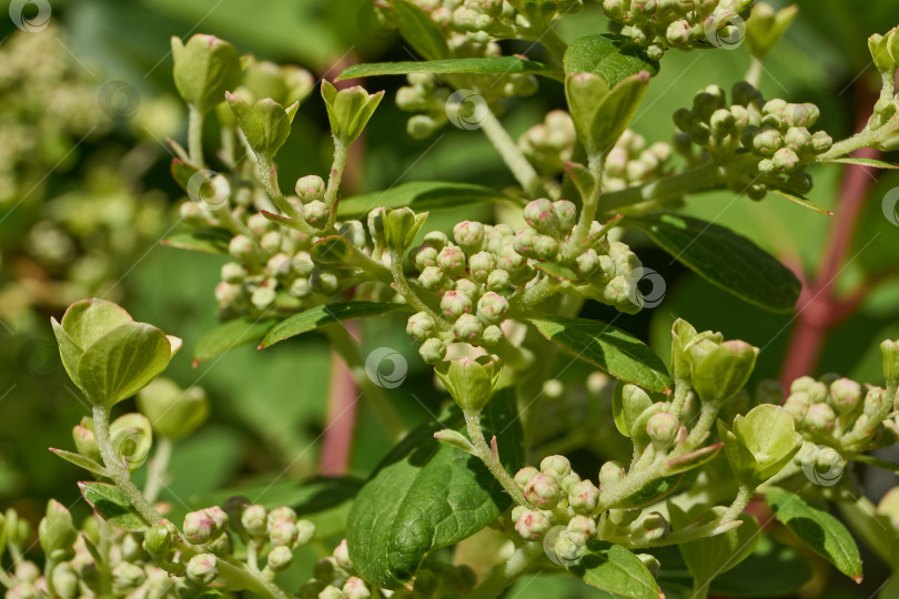 Скачать Распускаются соцветия гортензии (лат. Hydrangea). фотосток Ozero
