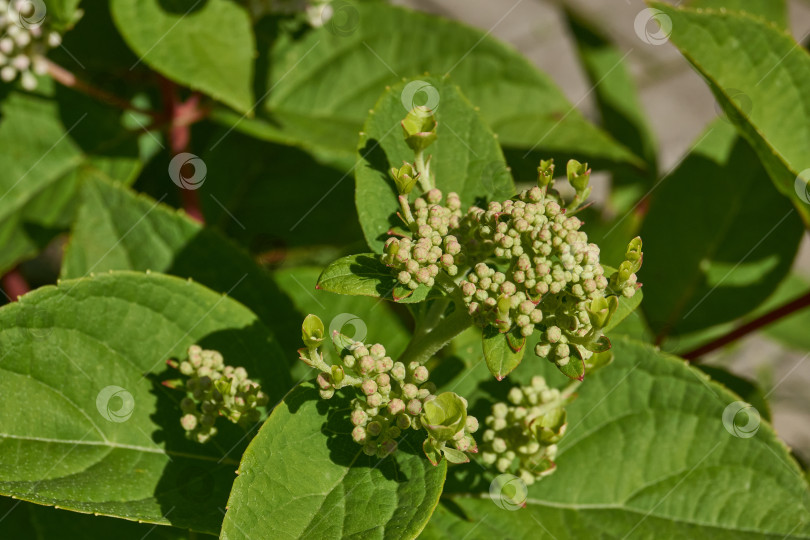 Скачать Распускаются соцветия гортензии (лат. Hydrangea). фотосток Ozero