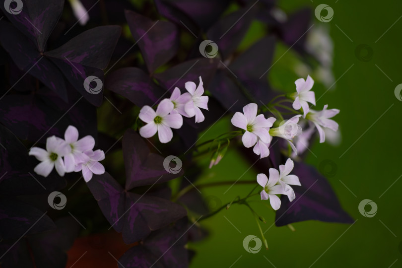 Скачать oxalis sourcea triangularis - травянистое декоративное растение с розовыми цветками фотосток Ozero