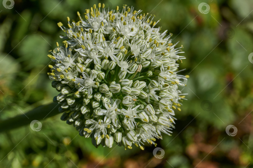 Скачать Соцветие лука репчатого (лат. Allium cepa) на садовом участке. фотосток Ozero
