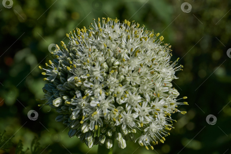Скачать Соцветие лука репчатого (лат. Allium cepa) на садовом участке. фотосток Ozero