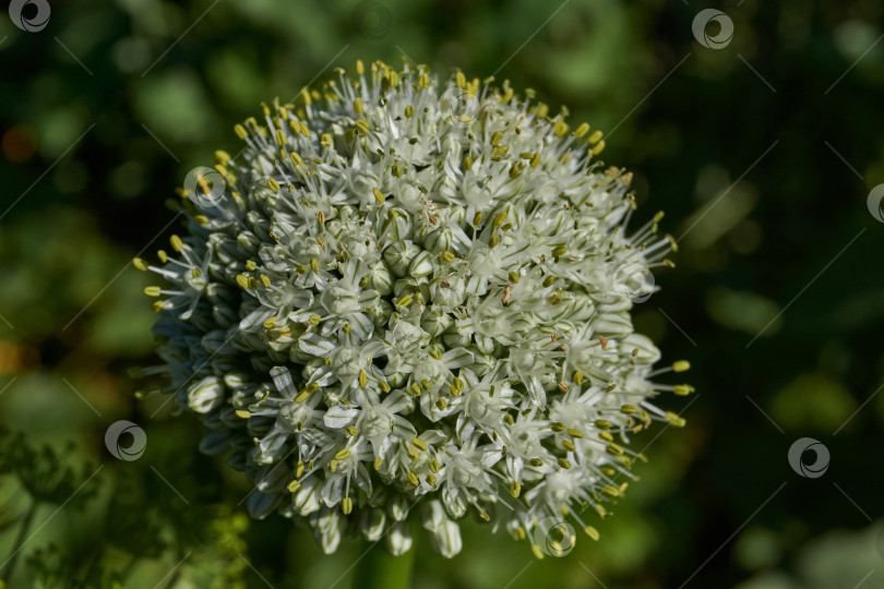 Скачать Соцветие лука репчатого (лат. Allium cepa) на садовом участке. фотосток Ozero