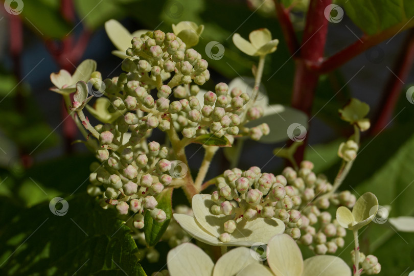 Скачать Распускаются соцветия гортензии (лат. Hydrangea). фотосток Ozero