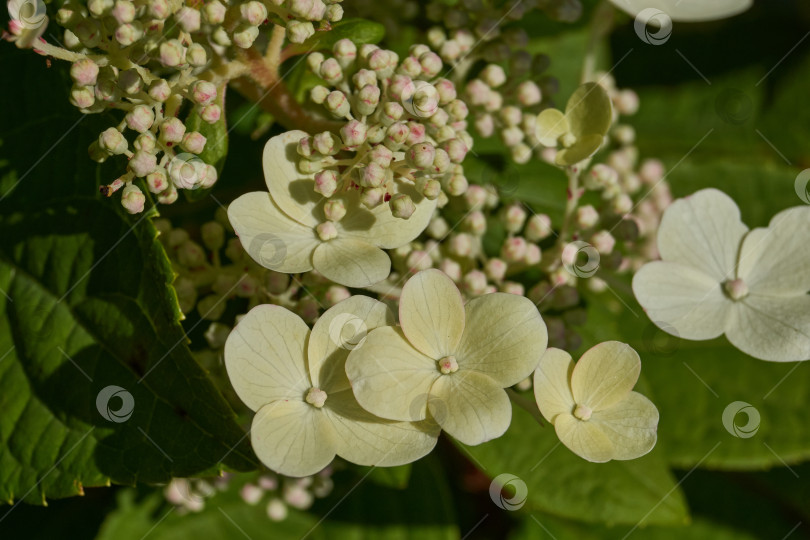 Скачать Распускаются соцветия гортензии (лат. Hydrangea). фотосток Ozero
