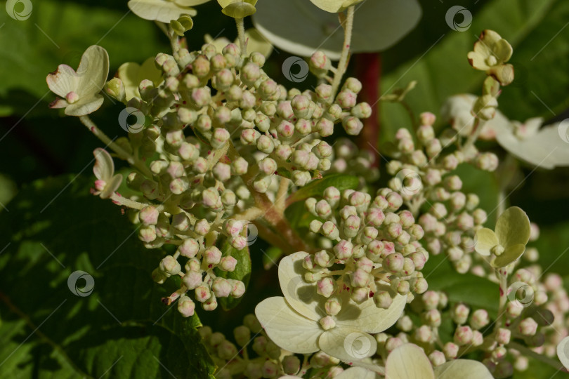 Скачать Распускаются соцветия гортензии (лат. Hydrangea). фотосток Ozero