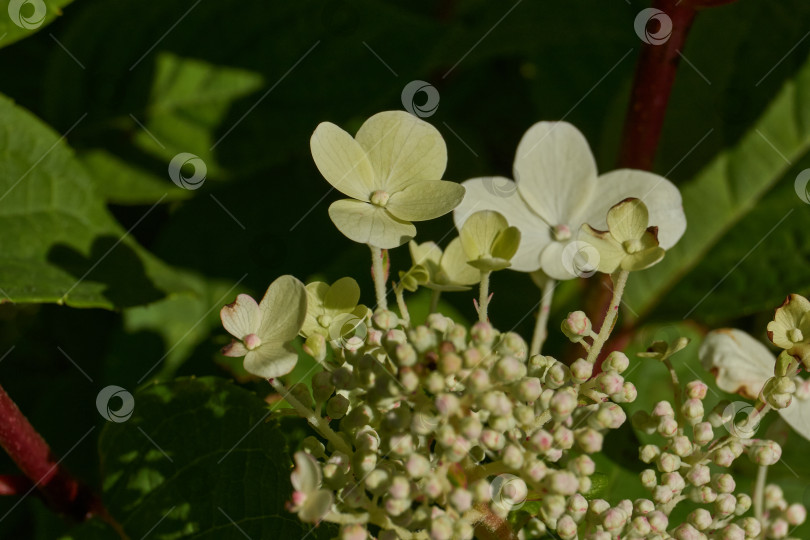 Скачать Распускаются соцветия гортензии (лат. Hydrangea). фотосток Ozero