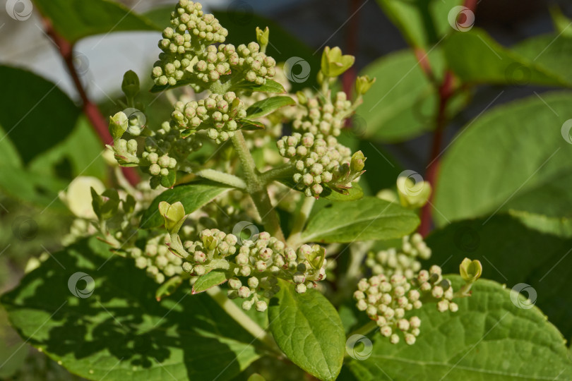 Скачать Распускаются соцветия гортензии (лат. Hydrangea). фотосток Ozero