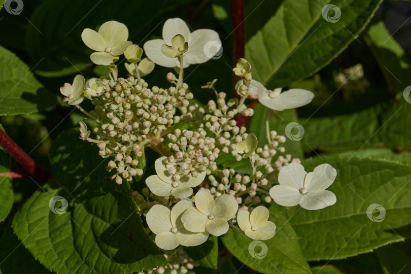 Скачать Распускаются соцветия гортензии (лат. Hydrangea). фотосток Ozero