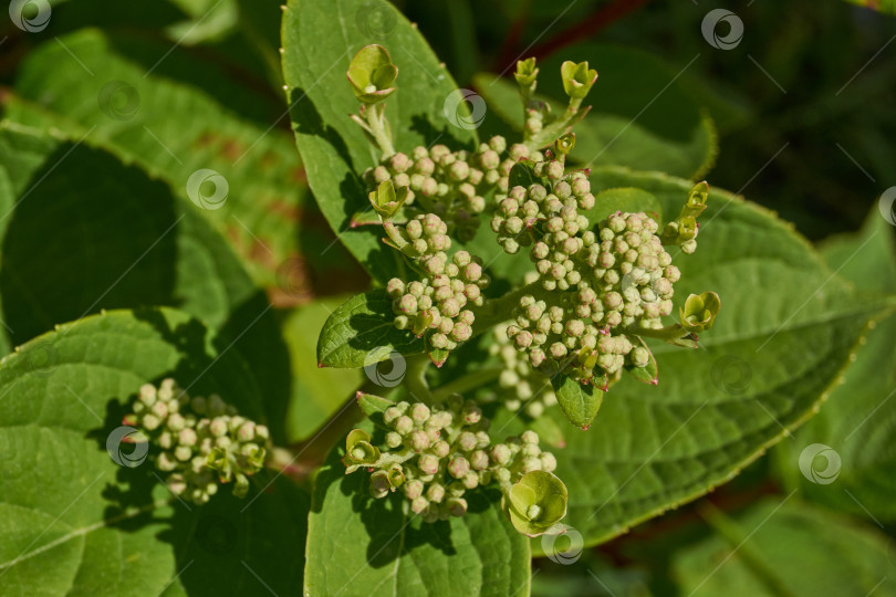 Скачать Распускаются соцветия гортензии (лат. Hydrangea). фотосток Ozero