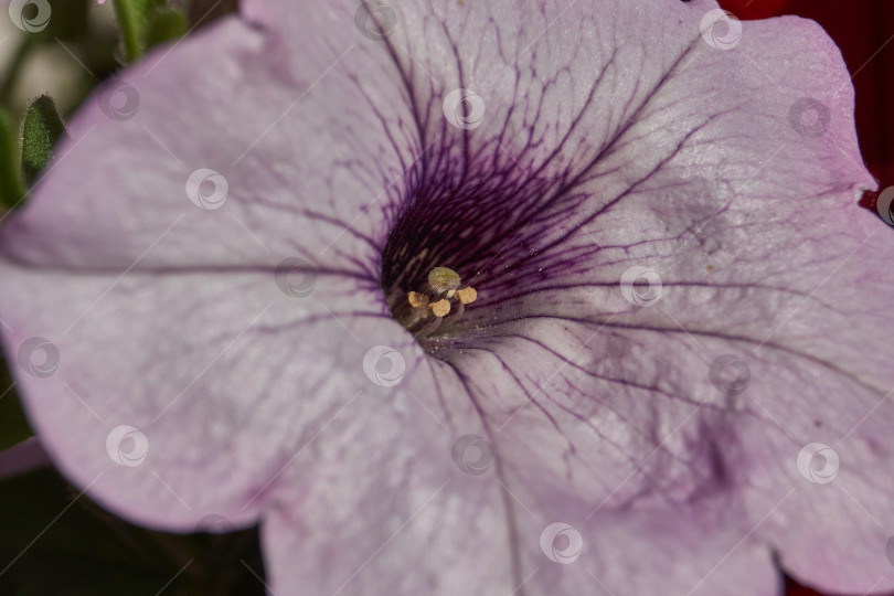 Скачать Петуния (лат. Petunia) цветет в саду загородного дома. фотосток Ozero