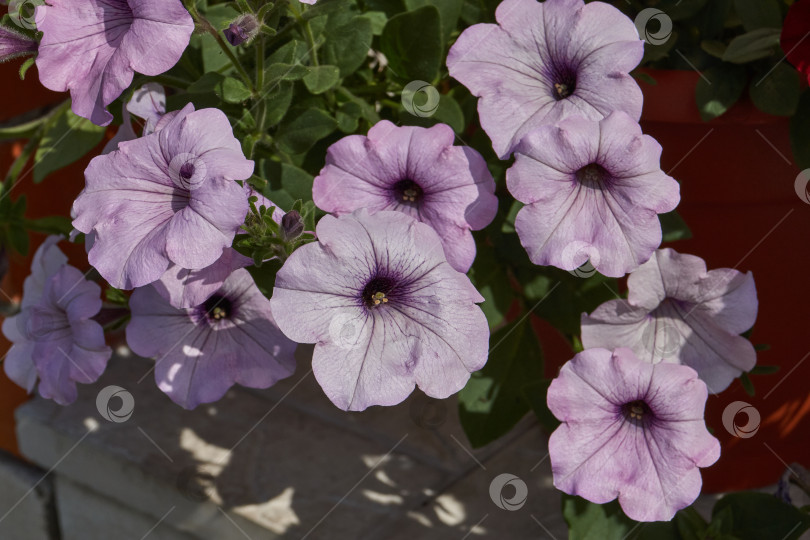 Скачать Петуния (лат. Petunia) цветет в саду загородного дома. фотосток Ozero