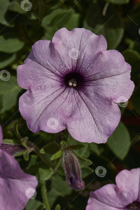 Скачать Петуния (лат. Petunia) цветет в саду загородного дома. фотосток Ozero