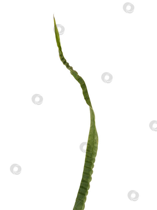 Скачать Кошачья трава (Dactylis glomerata), выделенная на белом фоне фотосток Ozero