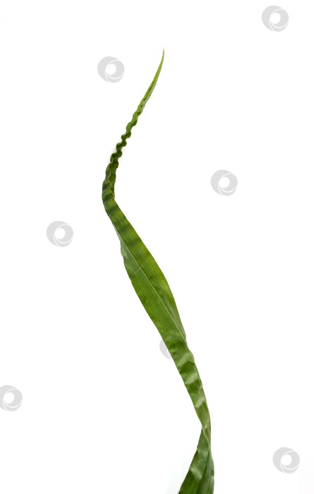 Скачать Кошачья трава (Dactylis glomerata), выделенная на белом фоне фотосток Ozero