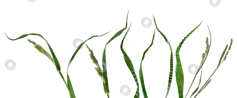 Скачать Кошачья трава (Dactylis glomerata), выделенная на белом фоне фотосток Ozero