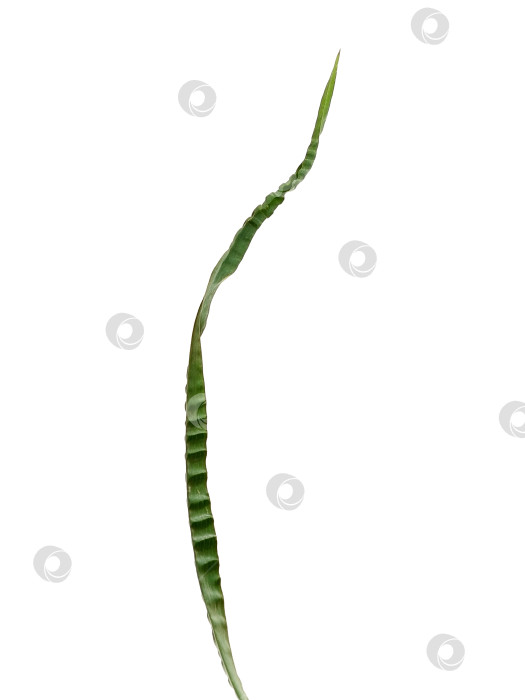 Скачать Кошачья трава (Dactylis glomerata), выделенная на белом фоне фотосток Ozero